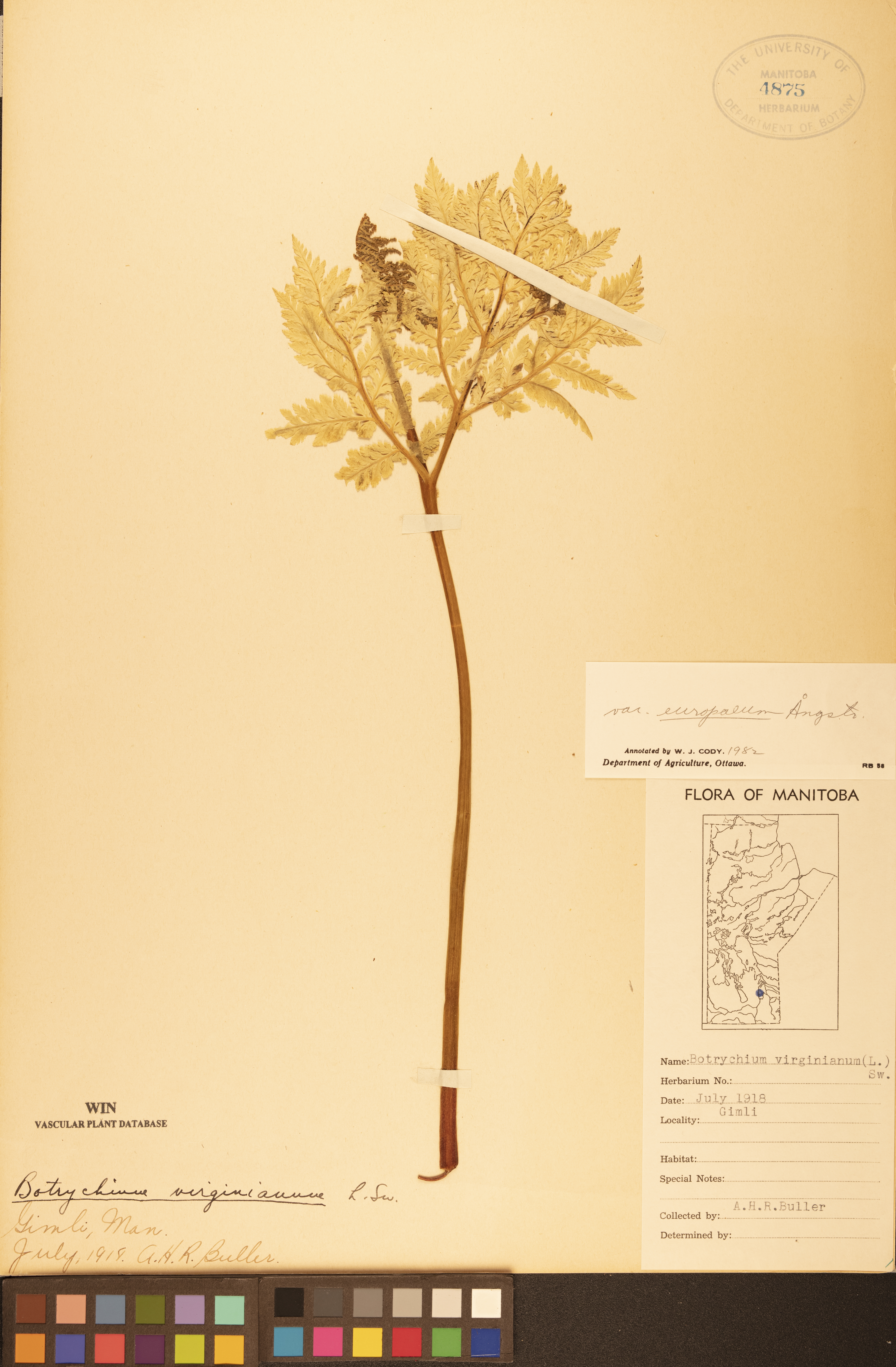 Botrypus virginianus subsp. europaeus image