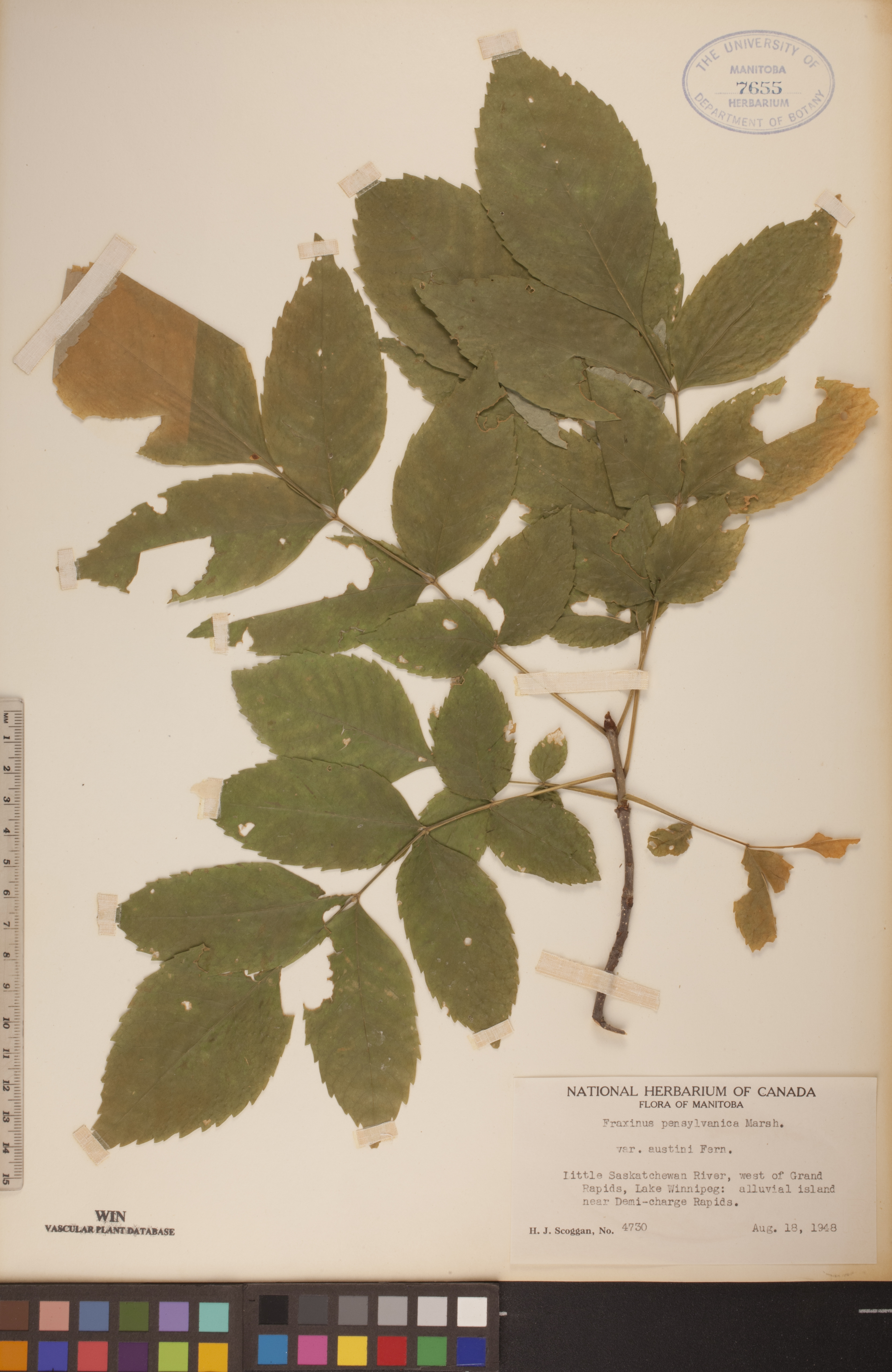  /Fraxinus pennsylvanica/